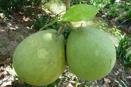 Congdongviet_net_-200330-180456